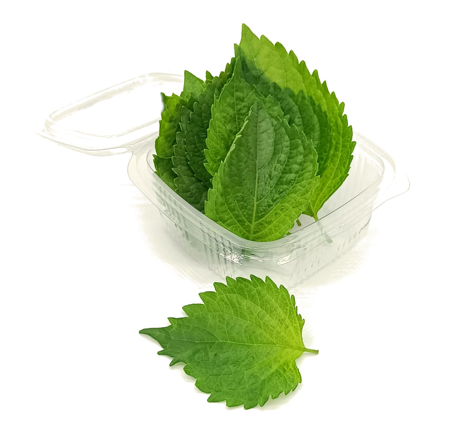 Hoja de Shiso (Paquete de 20 uds.)