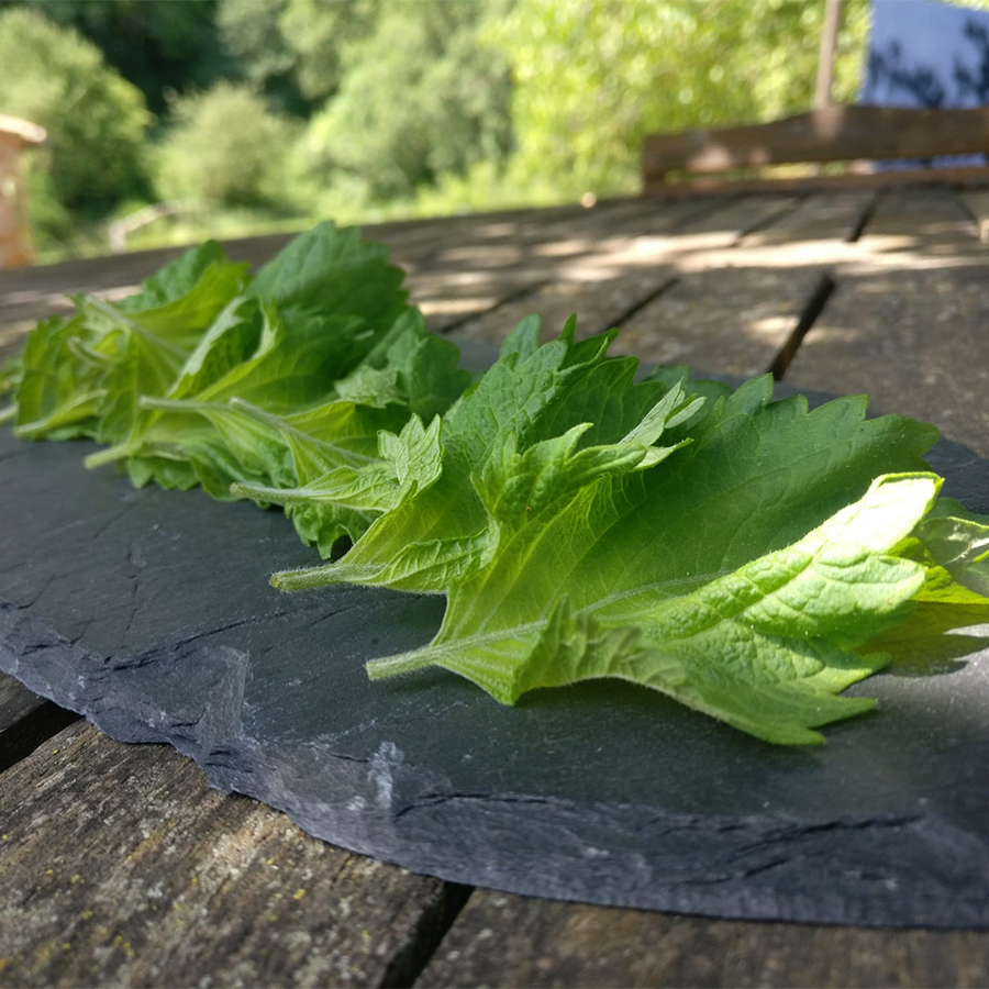 Hoja de Shiso (Paquete de 20 uds.)