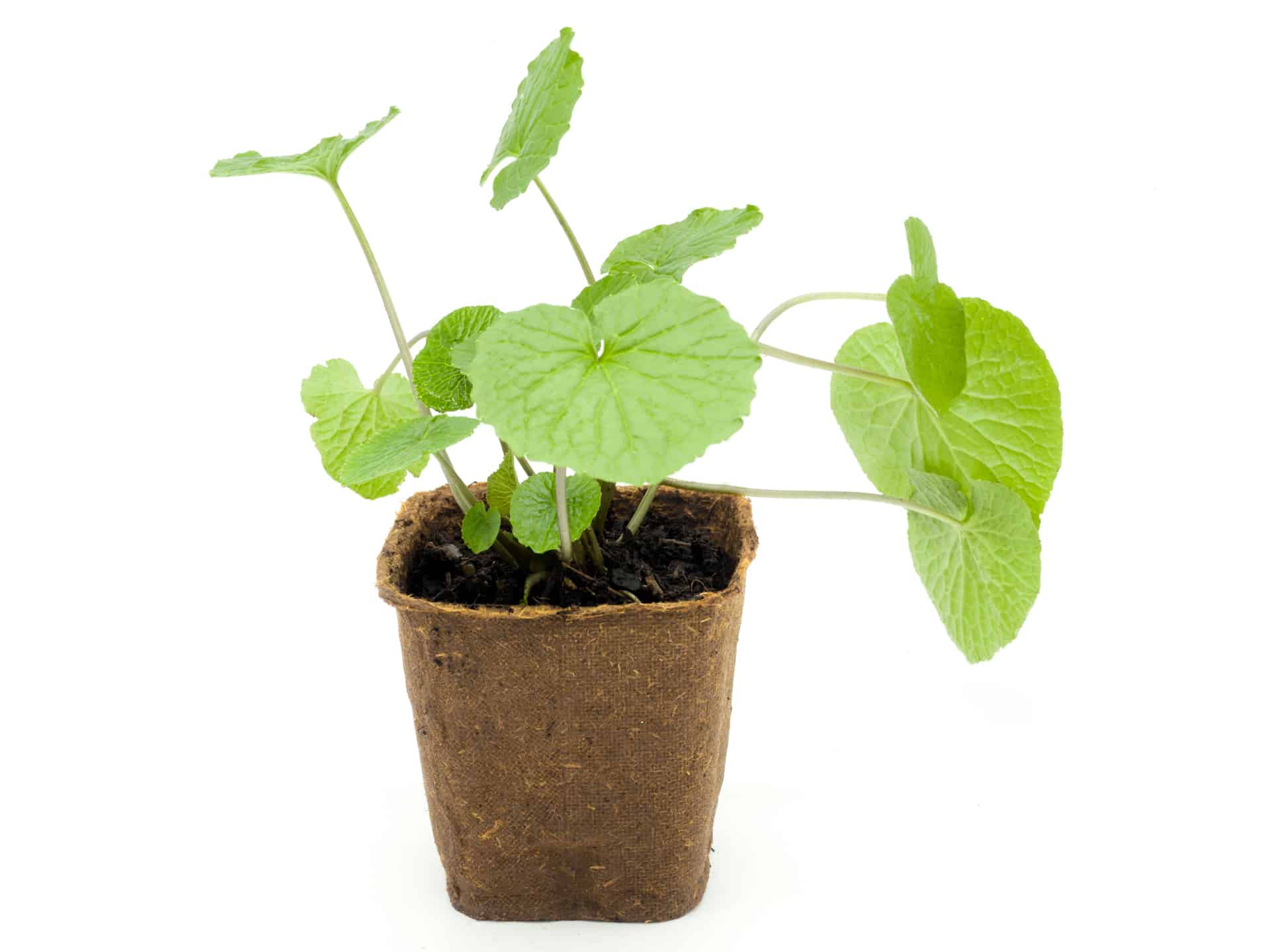 Planta de Wasabi 3xPack