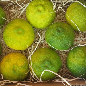 Yuzu fresco amarillo