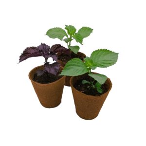 Planta de Shiso 3xPack