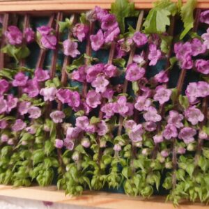 Flor de Shiso (Paquet de 10 u.)
